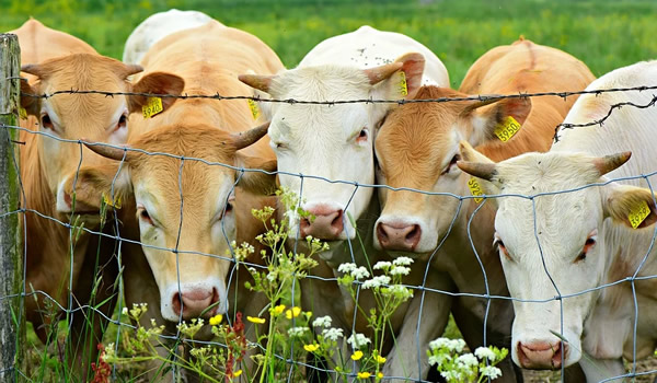 Halal Tiere und Nahrungsmittel-29-3.jpg